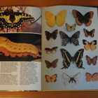 Robert Goodden:All Colour Book of Butterflies.Sid. - pikkukuva 4