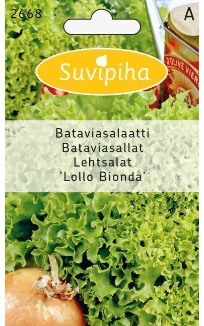 Bataviasalaatti "LOLLO BIONDA" siemenet #