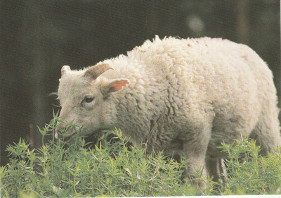 Postikortti ELÄIMET, LAMMAS