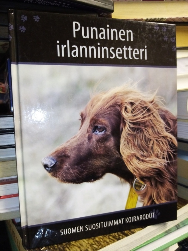 Suomen suosituimmat koirarodut :  Punainen Irlanninsetteri