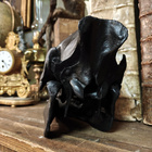 Villisian (Sus scrofa) kallo ”Black” - pikkukuva 5