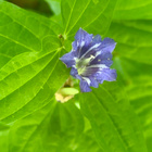 Metsäkatkero (Gentiana asclepiadea), siemeniä 100 kpl - pikkukuva 2
