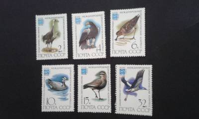 cccp lintuja**