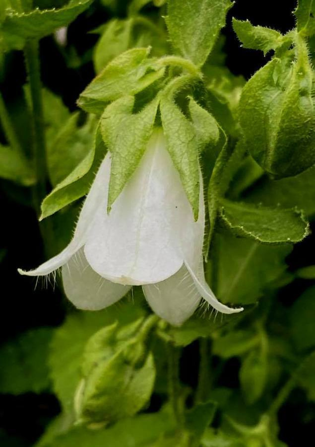 Kaukasiankellokki (Campanula pendula), siemeniä 100 kpl