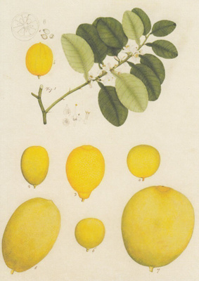 Sitruuna - Citrus spp.
