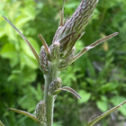 Tummapärskäjuuri (Veratrum nigrum), siemeniä 100 kpl - pikkukuva 5