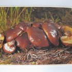 Voitatti, kulkematon - pikkukuva 1