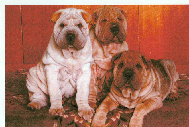 SHAR PEI  POSTIKORTTI
