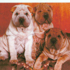 SHAR PEI  POSTIKORTTI - pikkukuva 1