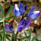 Sinilupiini (Lupinus angustifolius), siemeniä 30 kpl - pikkukuva 1