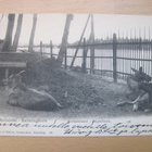 VANHA Postikortti Helsinki Korkeasaari Zoo ennen 1905 - pikkukuva 1