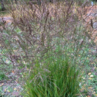 Siniheinä (Molinia caerulea ), siemeniä 50 kpl - pikkukuva 2