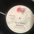 Avalanche - Bird Of Paradise 12” Maxi single - pikkukuva 3