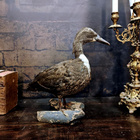 Sinisorsanaaras (Anas platyrhynchos), v. 1960–1970 - pikkukuva 1