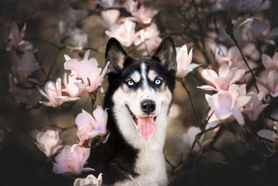 SIPERIANHUSKY *uusi*