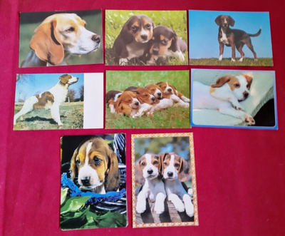 8 BEAGLE POSTIKORTTIA