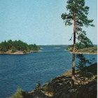 kortti Puu tai eksoottinen kukka - erilaisia - pikkukuva 3