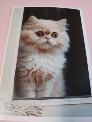 Kissa kortti,kulkematon.