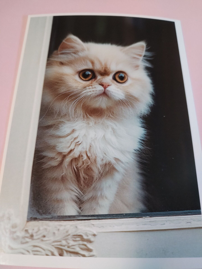 Kissa kortti,kulkematon.