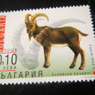 Bulgaria 2000: eläimiä - pikkukuva 2