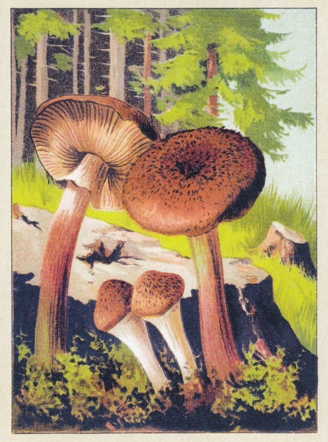 Mesisieni (isohko kortti)