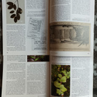 Sorbifolia 3-4/2016 (yhteishintaan) - pikkukuva 2