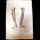 Harvinainen anatominen kuparikaiverrus – Genova, n. 1780-182 - pikkukuva 3