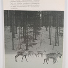 Suomen riista 30 - pikkukuva 2