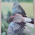 Närhi - Gallurus glandarius, väripk, p. 1971 - pikkukuva 1
