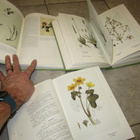 Elias Lönnrot : Elias Lönnrotin Flora Fennica 1-3 ( HIENOT ) - pikkukuva 2