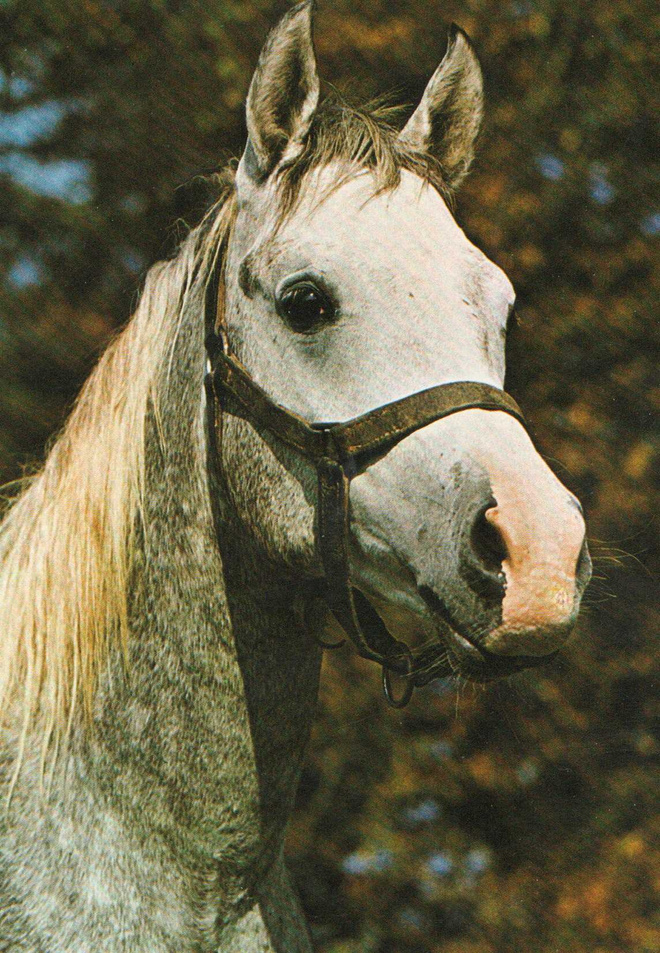 HEVONEN POSTIKORTTI  -  ARABILAINEN JÄHRLING