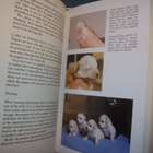 E. Jackie Ransom: THE BICHON FRISE (Sis.postikulut) - pikkukuva 3