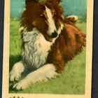 Keräilykuva - Lassie Star D Bilder 4 - pikkukuva 1