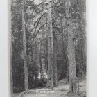 Kansallispuistot - pikkukuva 2