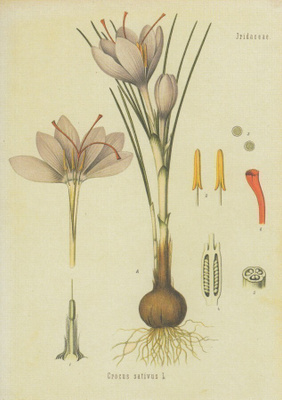 Krookus - crocus sativus
