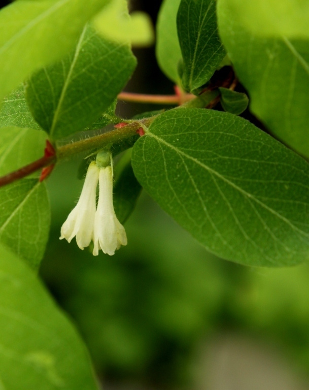 Sinikuusama (Lonicera caerulea), siemeniä 20 kpl