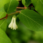Sinikuusama (Lonicera caerulea), siemeniä 20 kpl - pikkukuva 1
