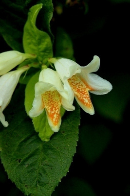 Keltakotakuusama (Weigela middendorffiana), siemeniä 50 kpl