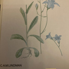 C. A. M. LINDMAN: NORDENS FLORA - pikkukuva 2