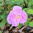 Suviruusu (Rosa ’Poppius), siemeniä 40 kpl - pikkukuva 2