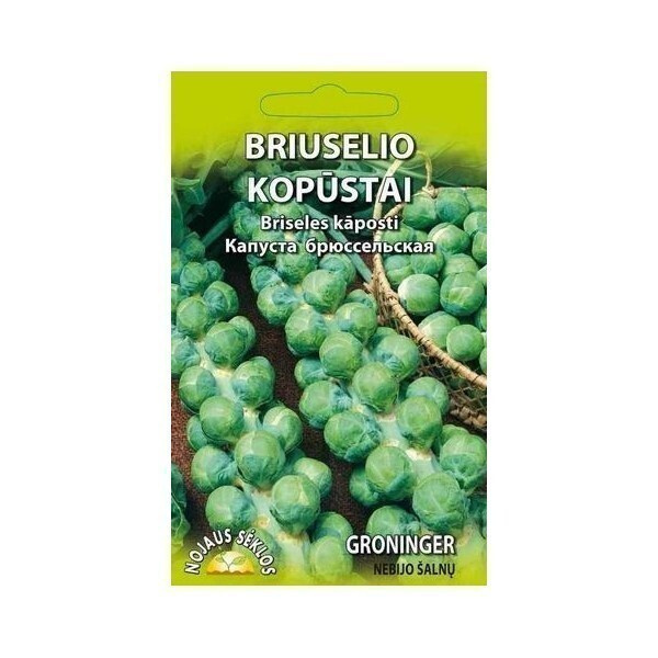 Ruusukaali "Groninger" - siemenet #