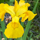 Keltakurjenmiekka (Iris pseudacorus), siemeniä 50 kpl - pikkukuva 3