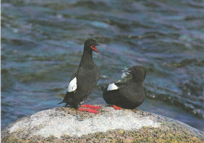 Postikortti, LINNUT, RISKILÄT, Luonto-Liitto tunnus