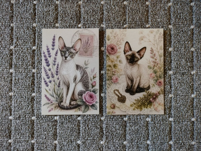 ~Kissa kortti~ 2kpl