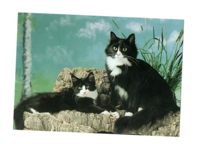 °°NORJALAISET METSÄKISSAT°° -KORTTI / (nro 2)