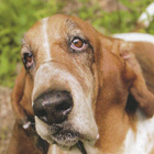 BASSET POSTIKORTTI - pikkukuva 1