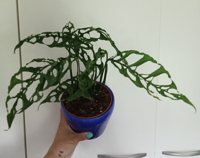 'Menninkäisen lehti' Monstera obliqua