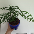 'Menninkäisen lehti' Monstera obliqua - pikkukuva 1