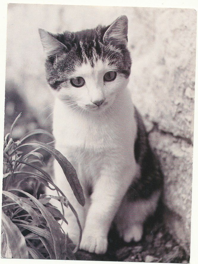 KISSA-kortti