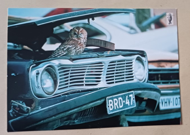 Lehtopöllö auton moottoritilassa (Juha Metso) SLL-pk, ei p.